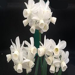 Sandra's Choice - Special Narcissus - Fluwel