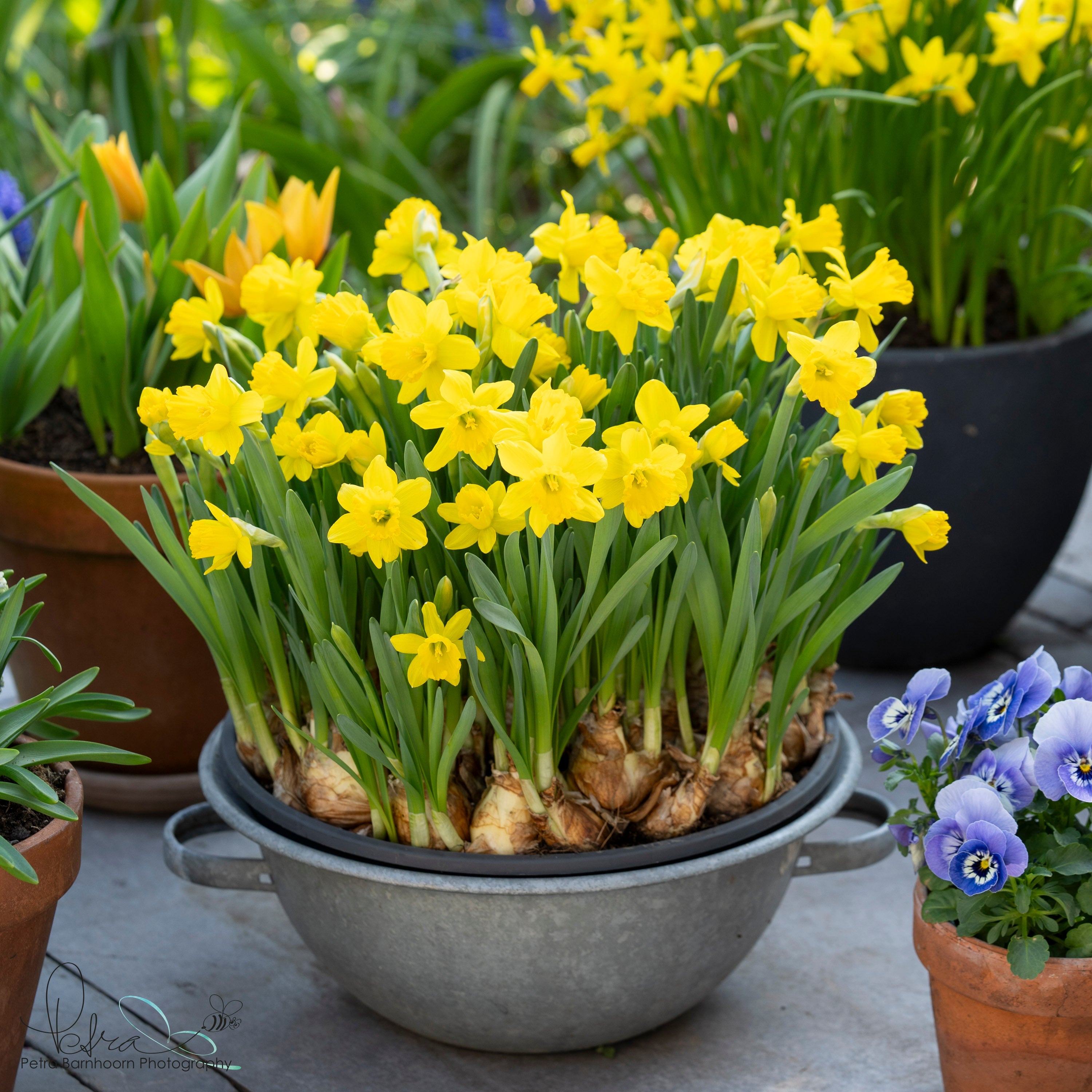 Say Cheese - Narcissus - Fluwel