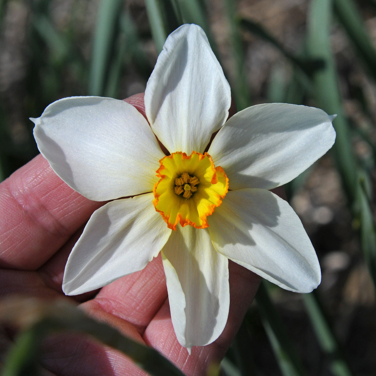 Seagull - Narcissus - Fluwel