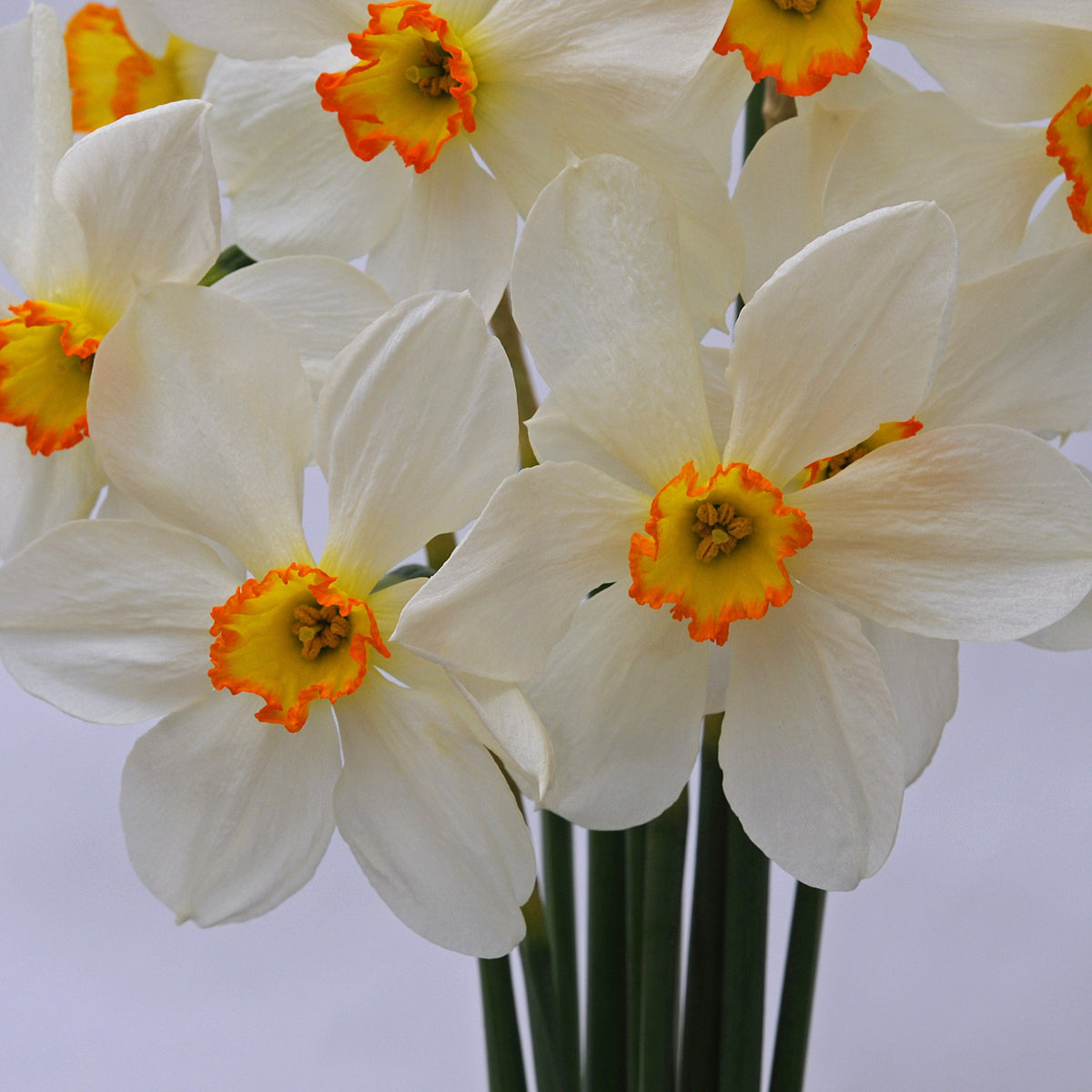 Seagull - Narcissus - Fluwel