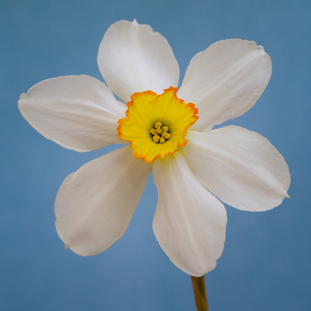 Seagull - Narcissus - Fluwel