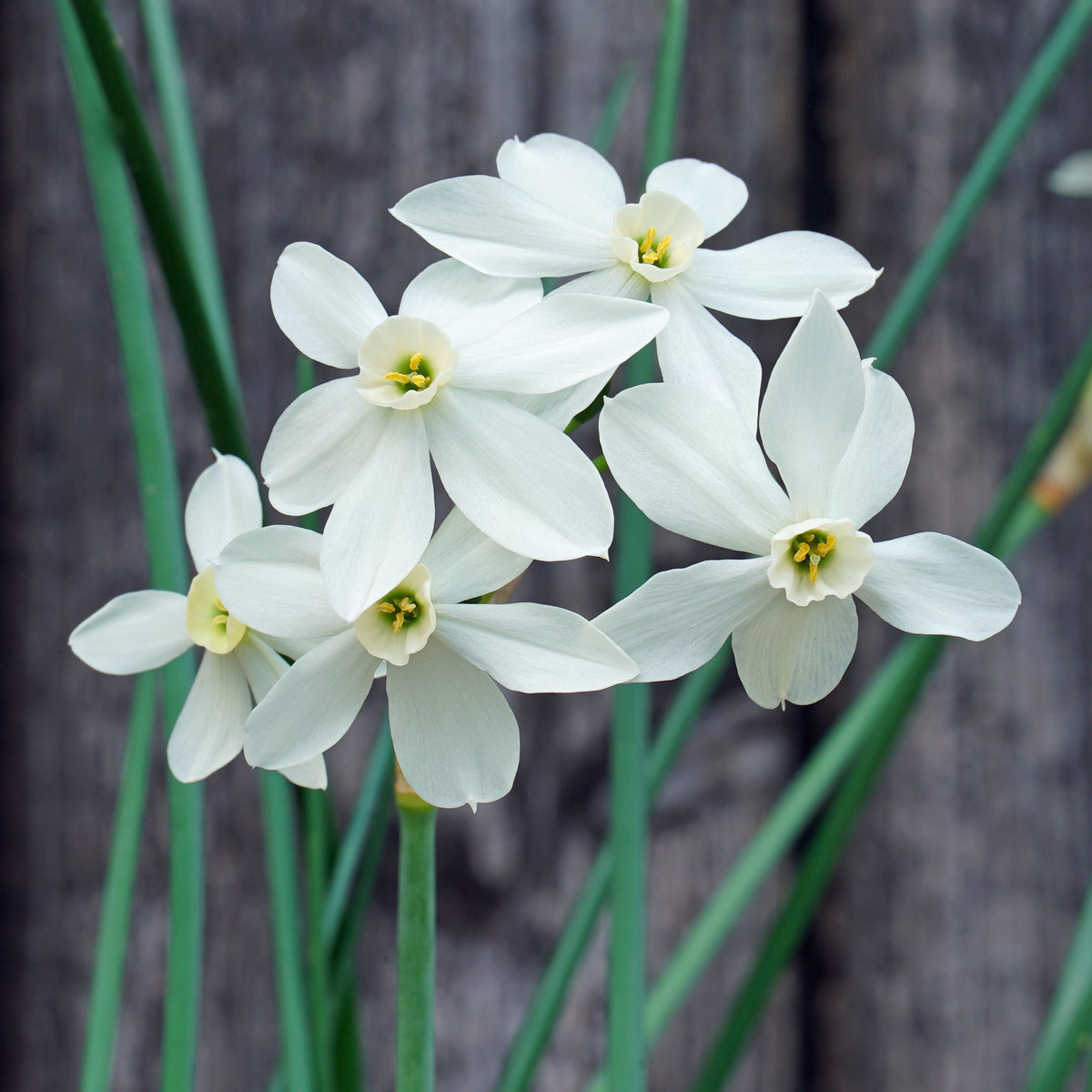 Season's Greetings - Special Narcissus - Fluwel