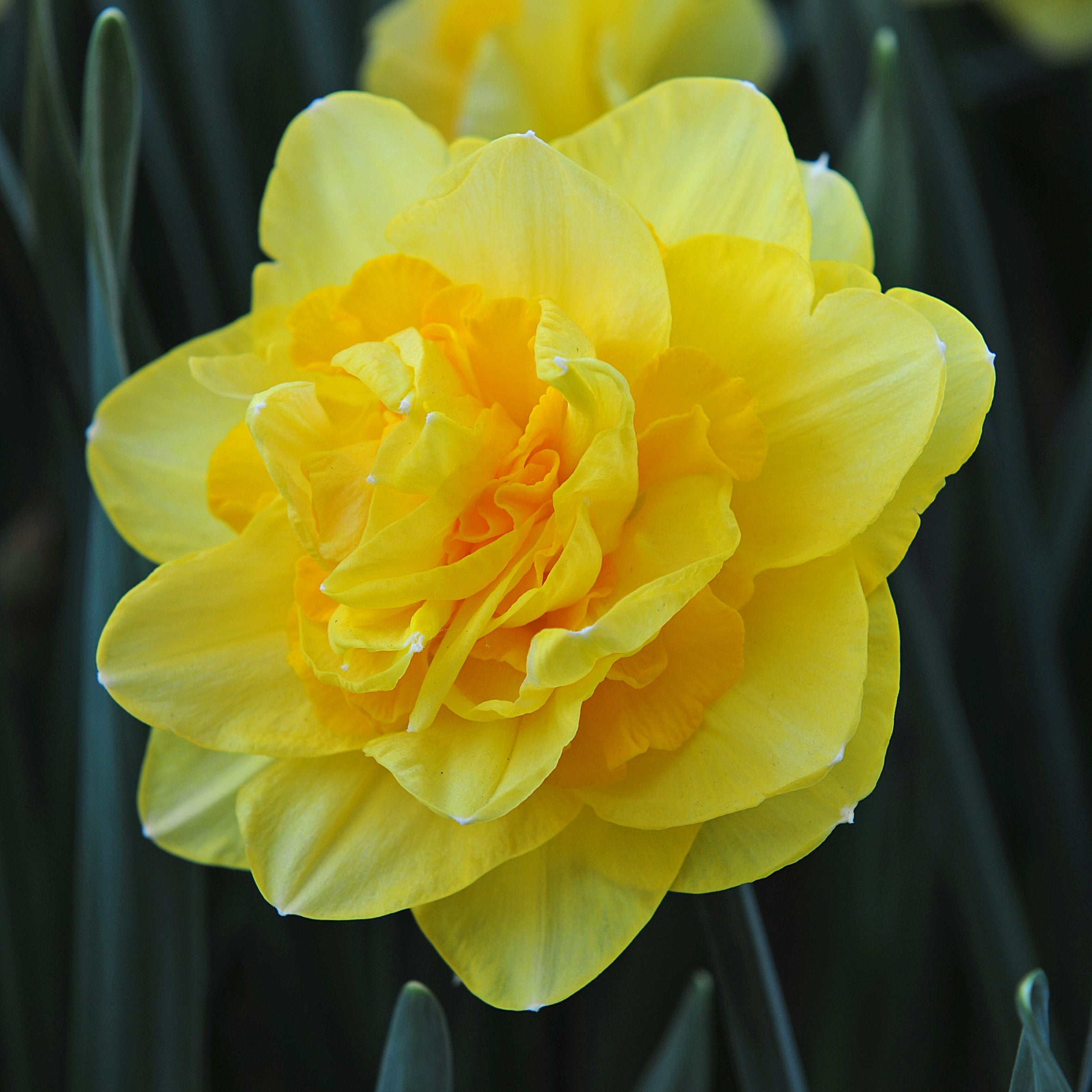 Sherborne - Special Narcissus - Fluwel