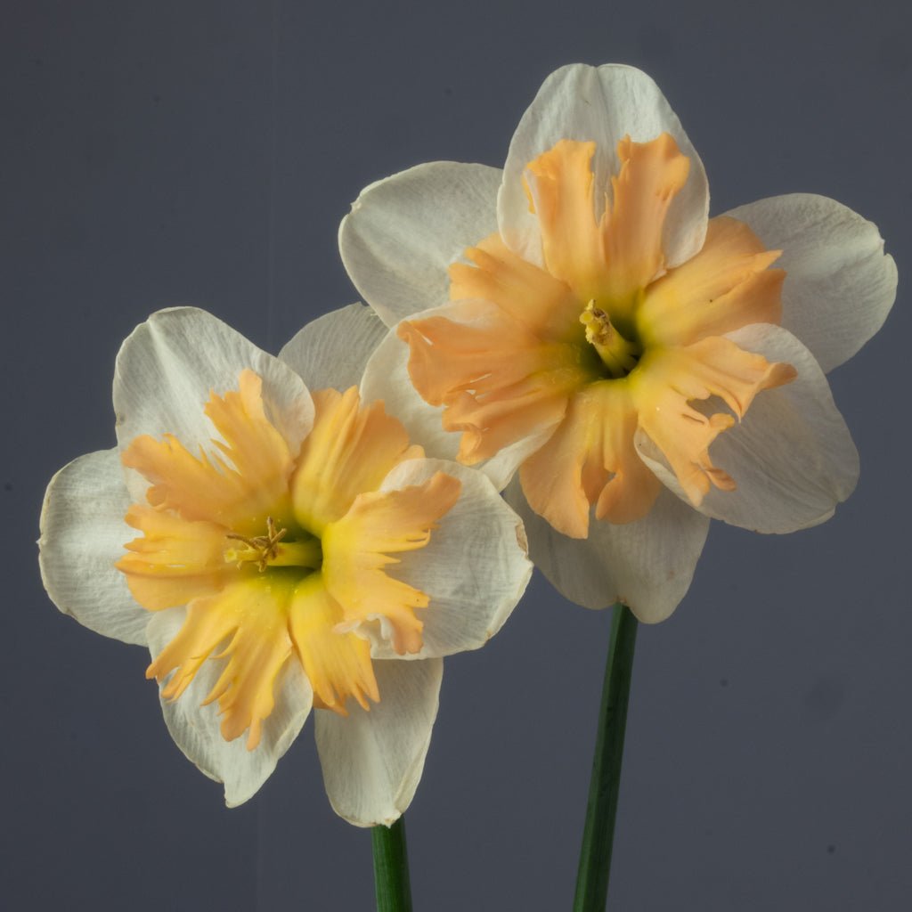 Shrike - Narcissus - Fluwel