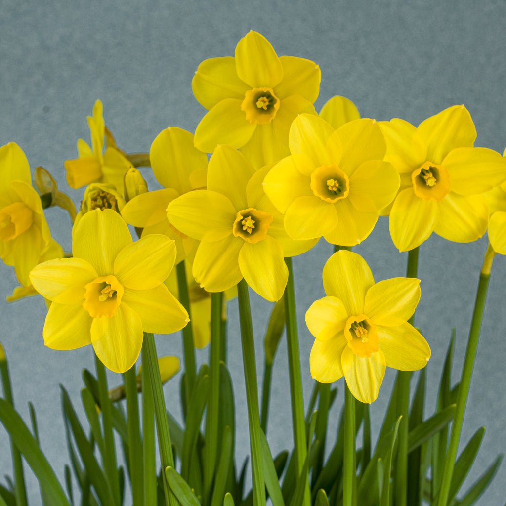 Sissy - Narcissus - Fluwel