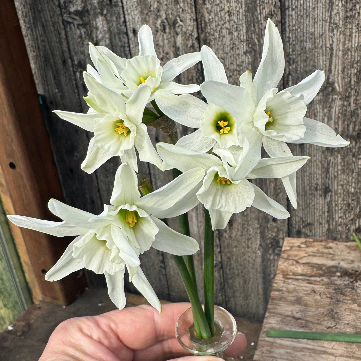Snow Blossom - Special Narcissus - Fluwel
