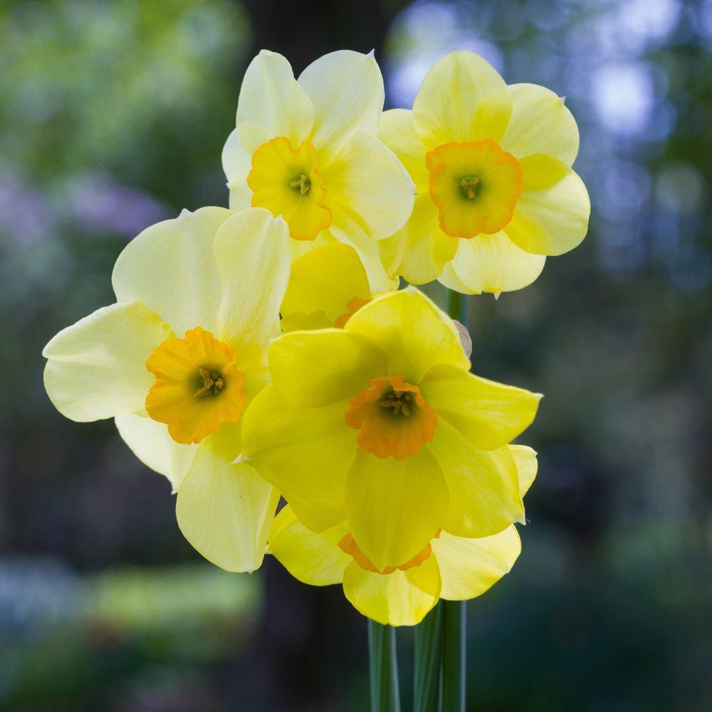 Stafford - Special Narcissus - Fluwel