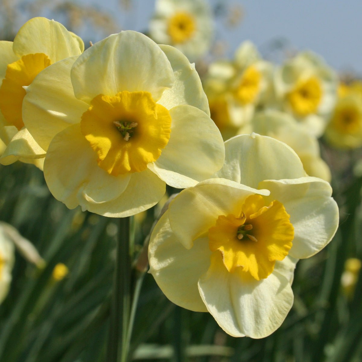 Sun Disc - Special Narcissus - Fluwel