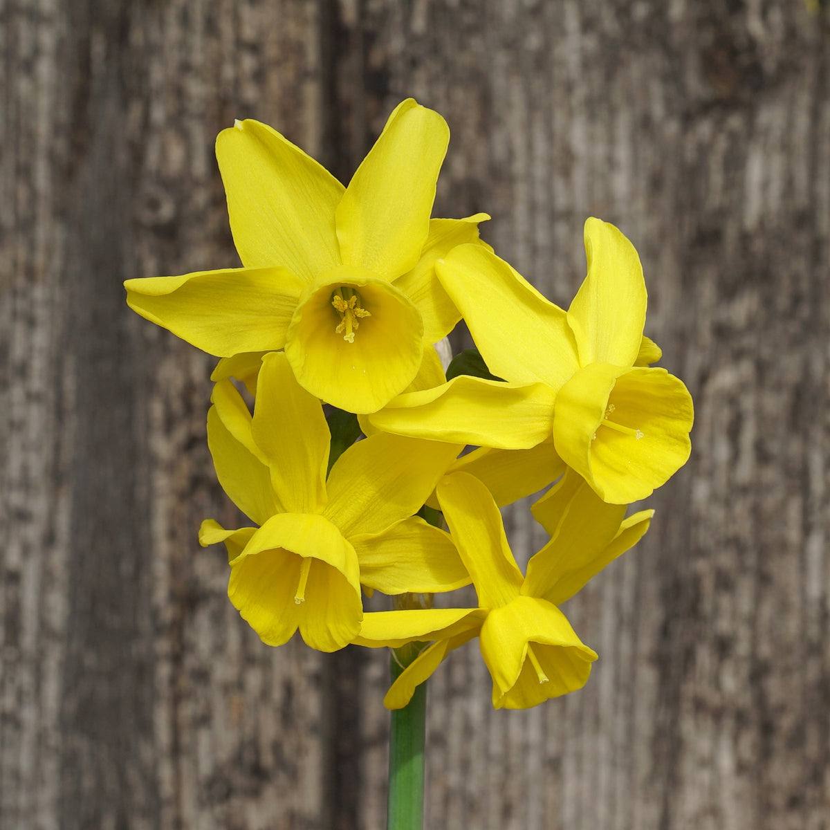 Sun Sisters - Special Narcissus - Fluwel