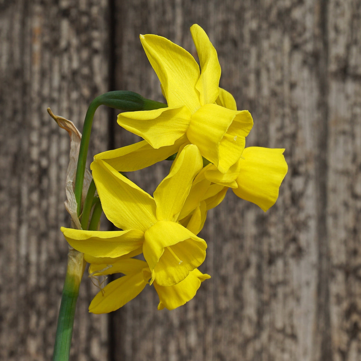 Sun Sisters - Special Narcissus - Fluwel
