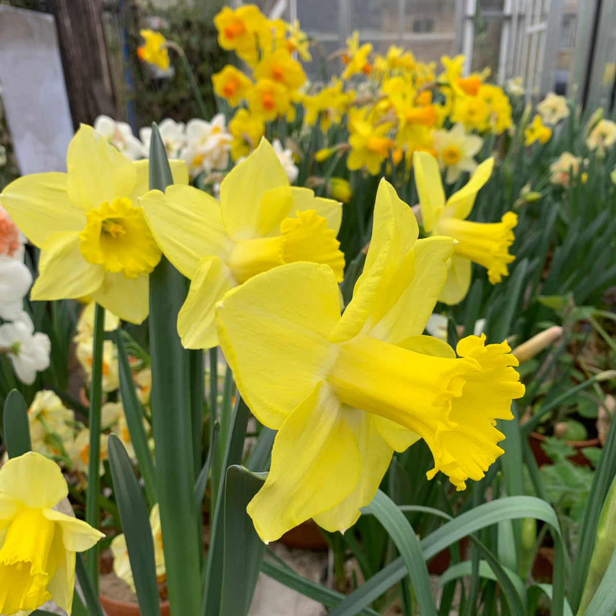 Super Citroen - Special Narcissus - Fluwel