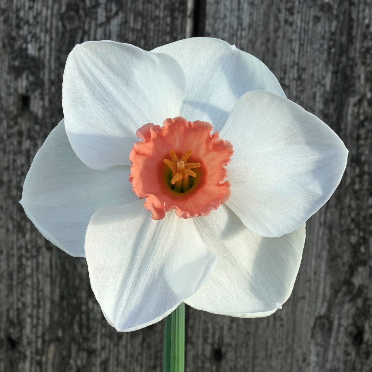 Sutton's Choice - Special Narcissus - Fluwel