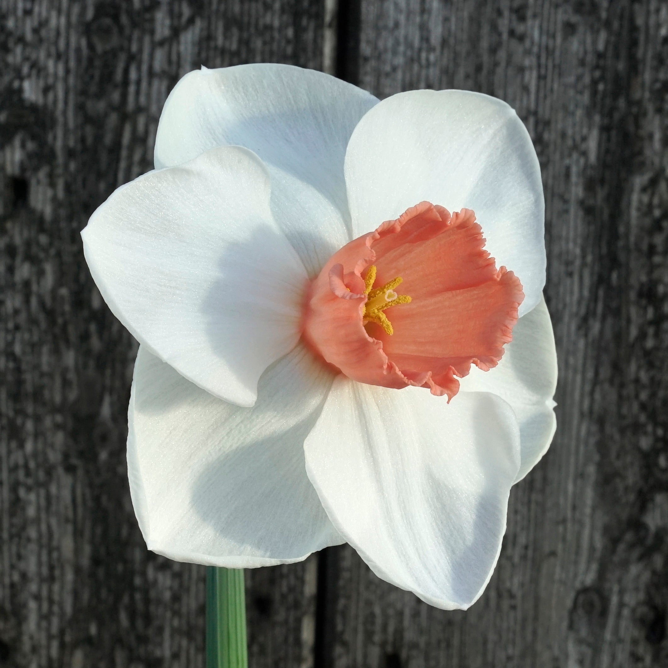 Sutton's Choice - Special Narcissus - Fluwel