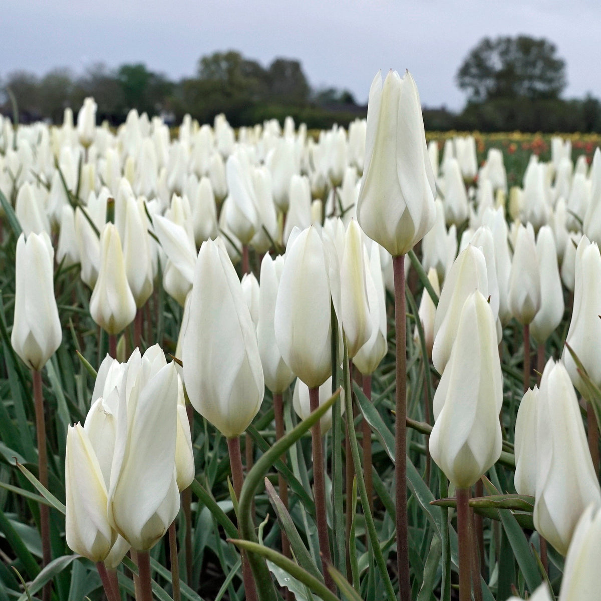 Sylvia - Tulips - Fluwel