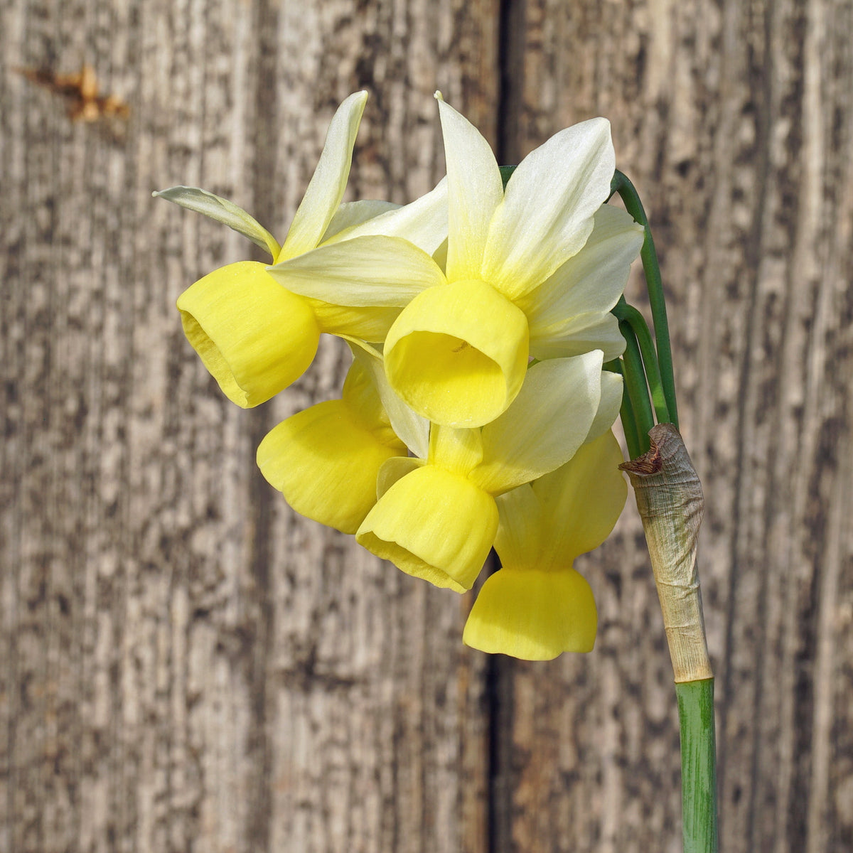 Theo Sanders - Special Narcissus - Fluwel