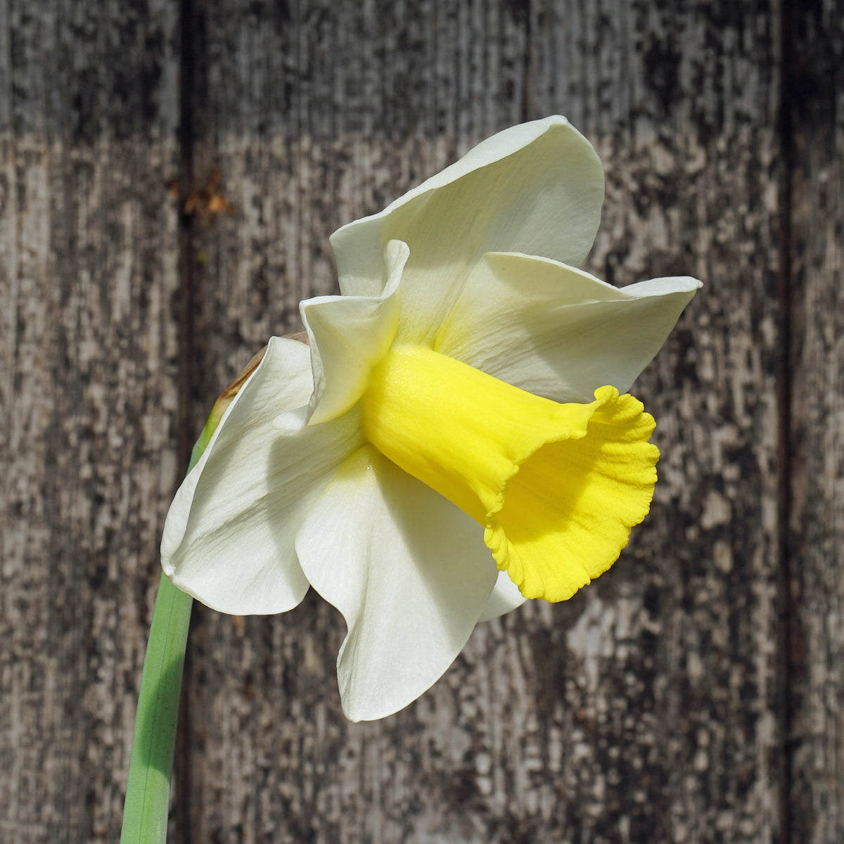 Toscane - Special Narcissus - Fluwel