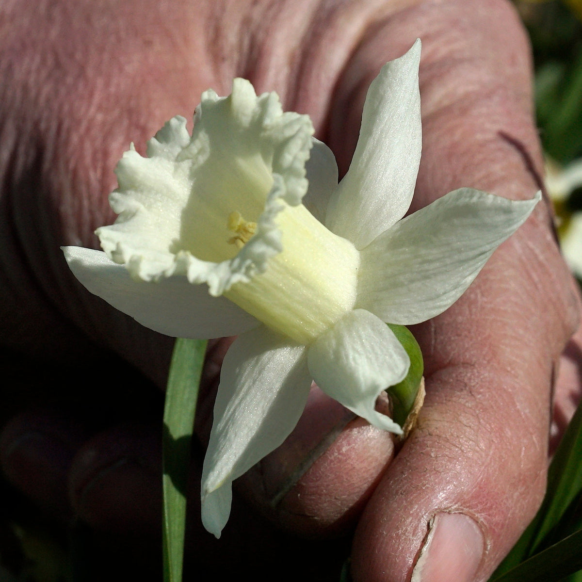 Trousdale - Special Narcissus - Fluwel