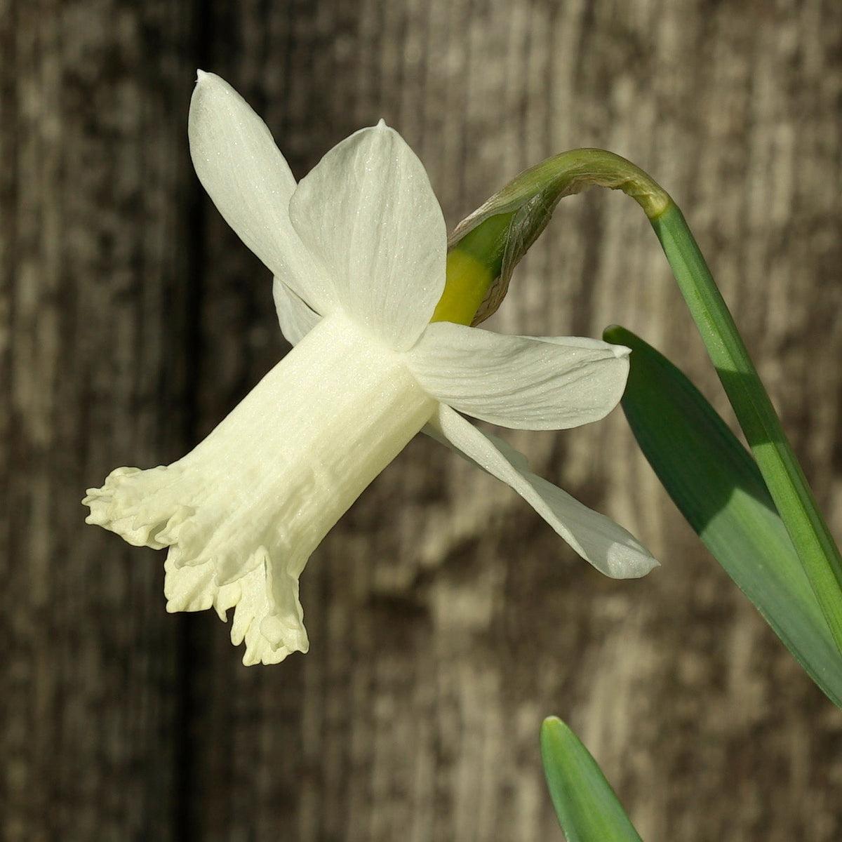 Trousdale - Special Narcissus - Fluwel