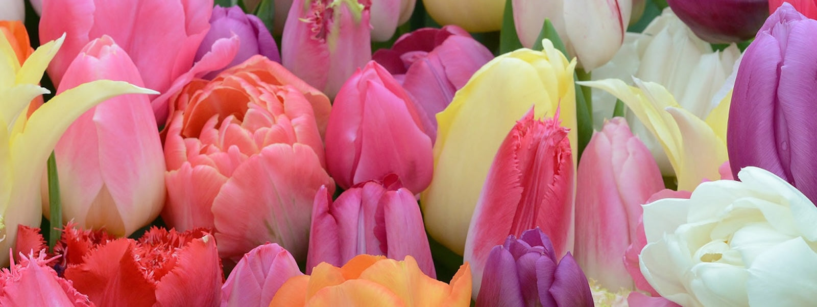 A Slider picture of the Tulip Tutti Tulpi Romantico mixture