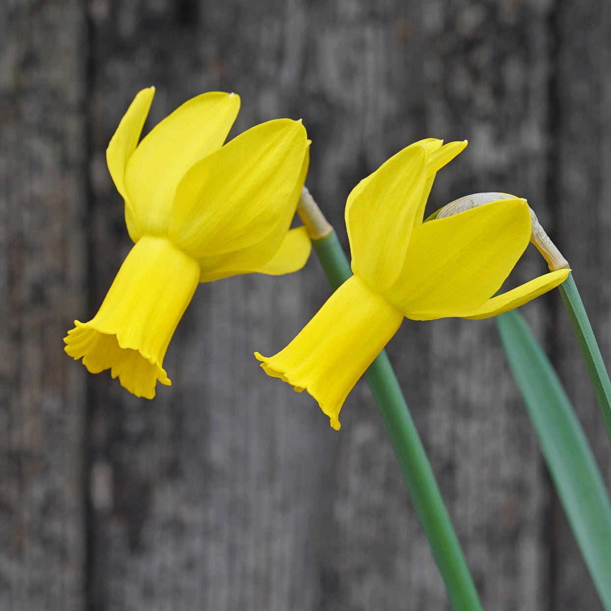 Vineland - Special Narcissus - Fluwel