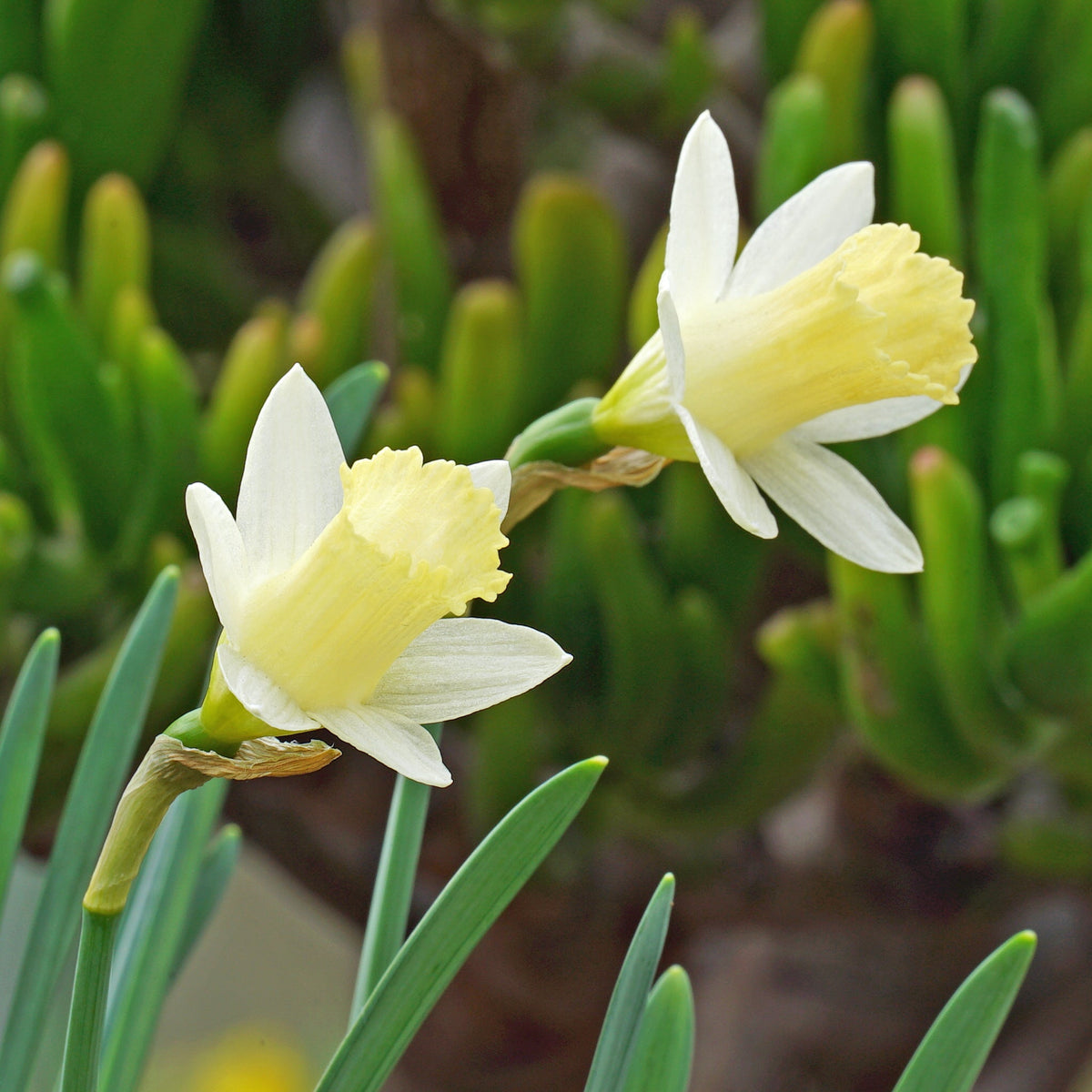 Wee Dote - Special Narcissus - Fluwel