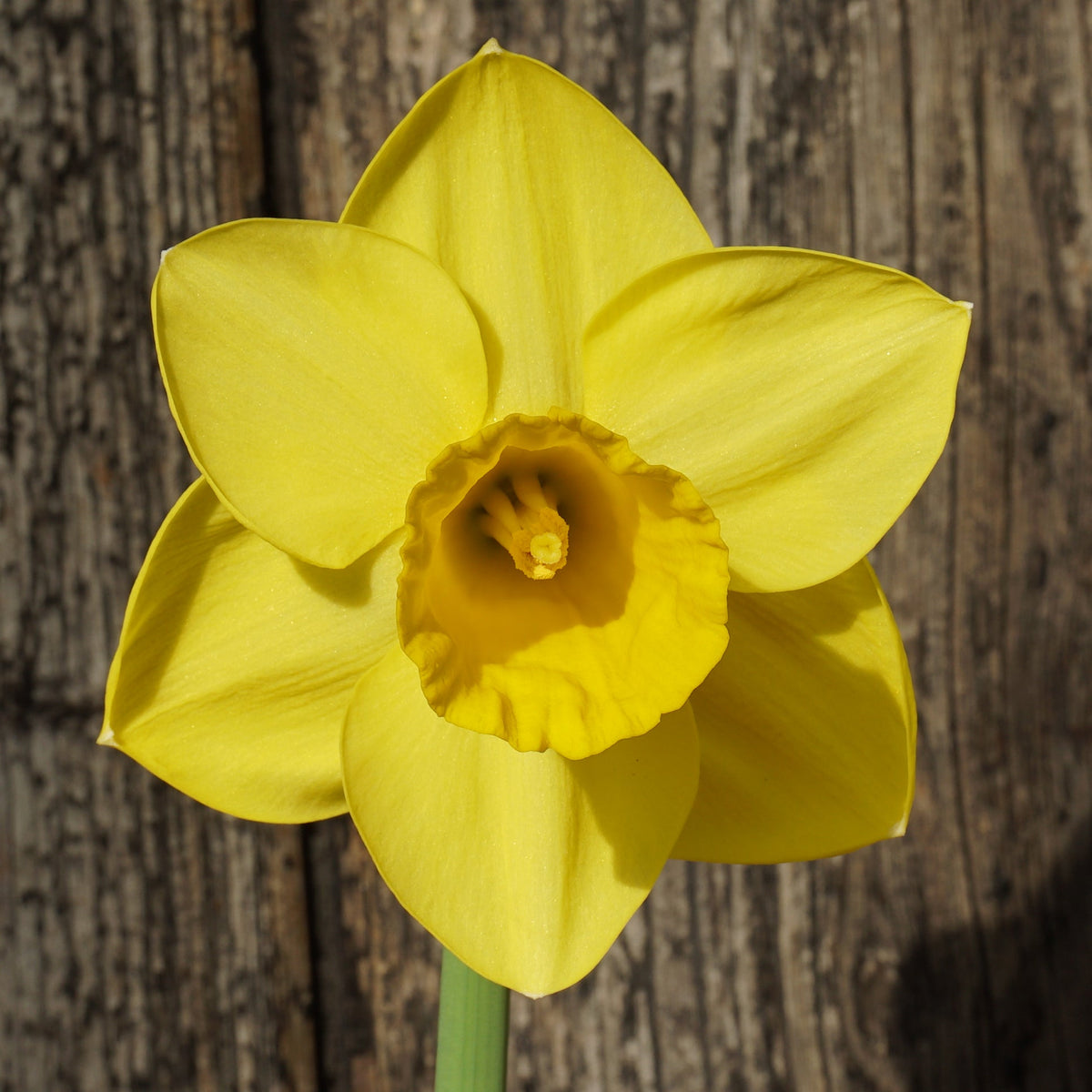 Westenwind - Special Narcissus - Fluwel