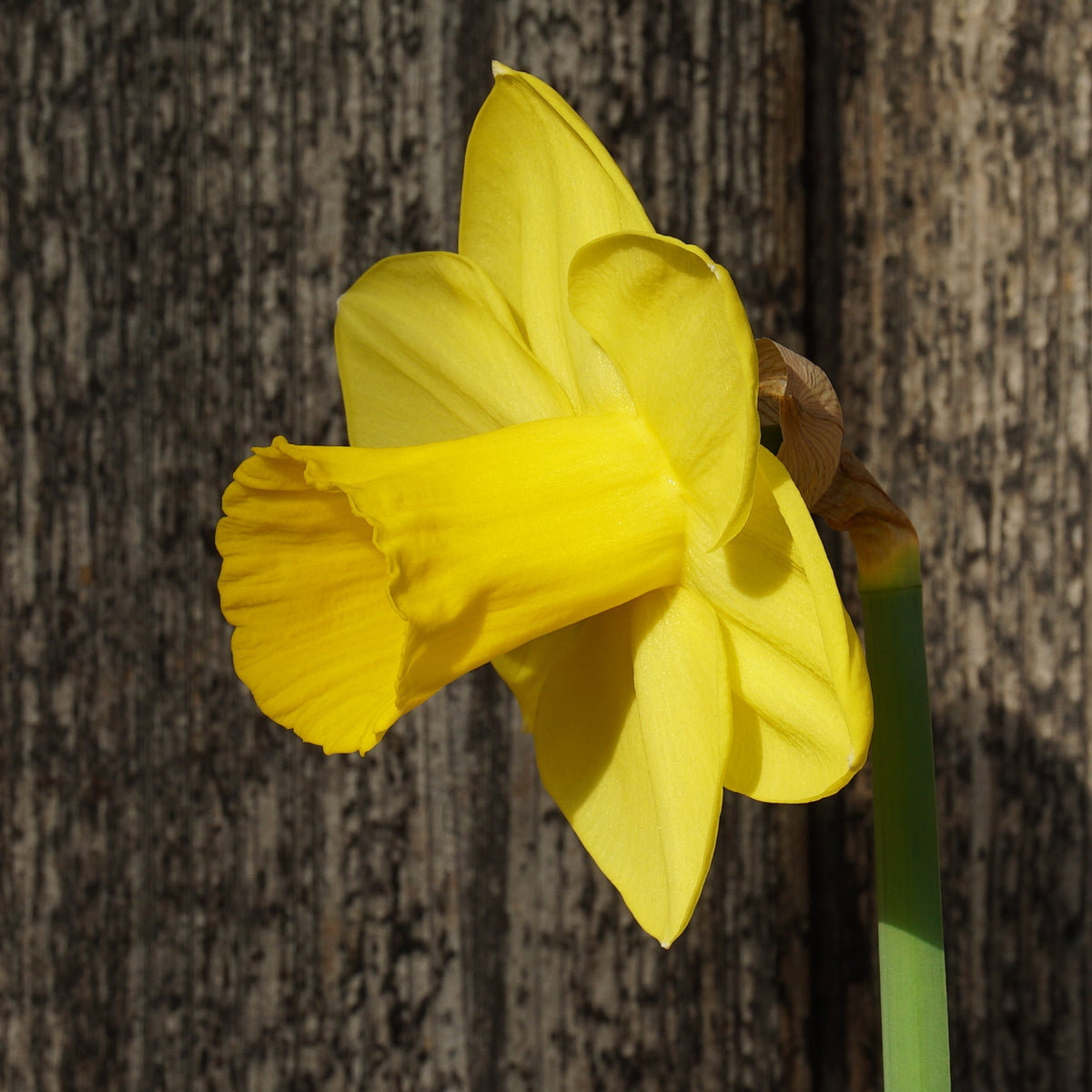 Westenwind - Special Narcissus - Fluwel