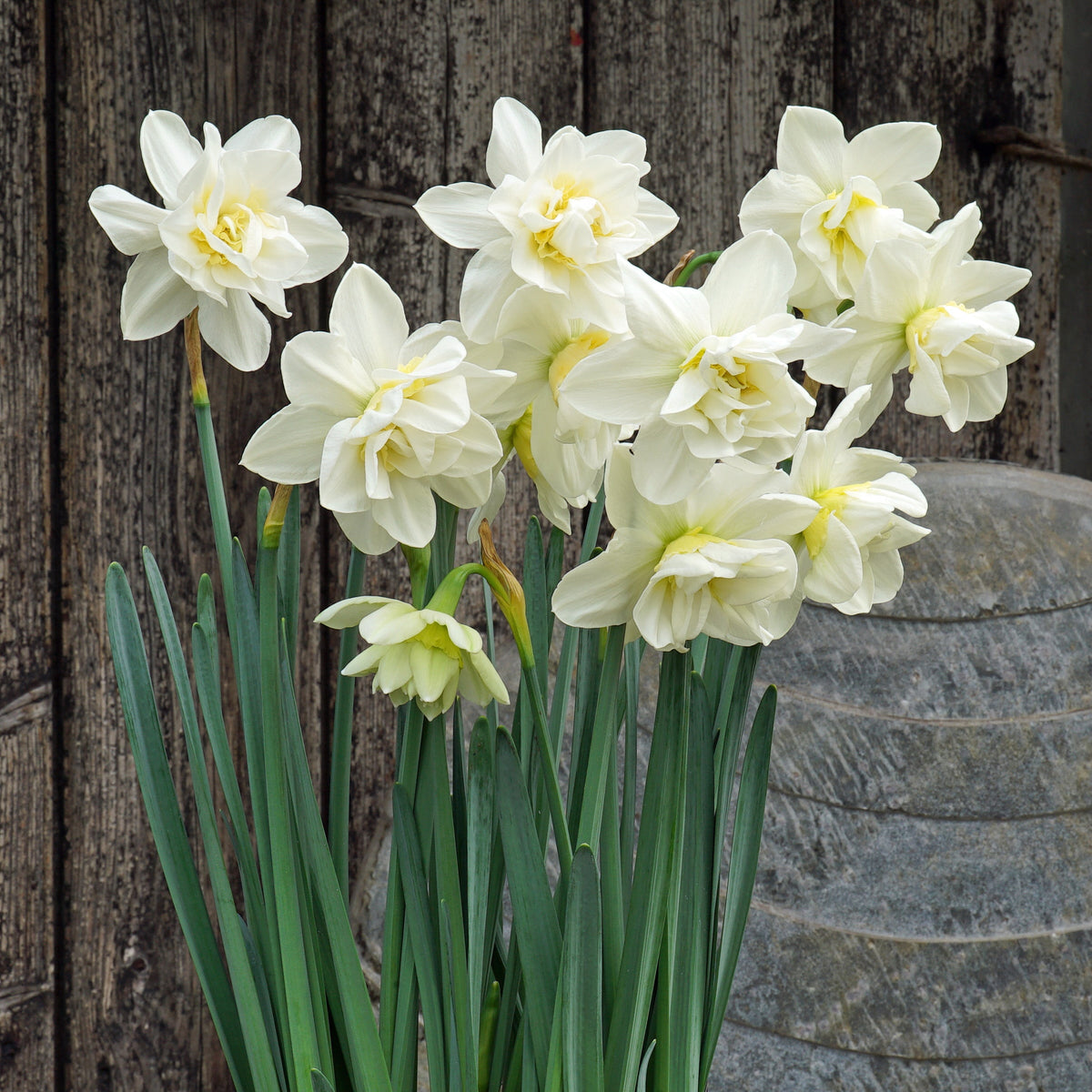What a Feeling - Special Narcissus - Fluwel