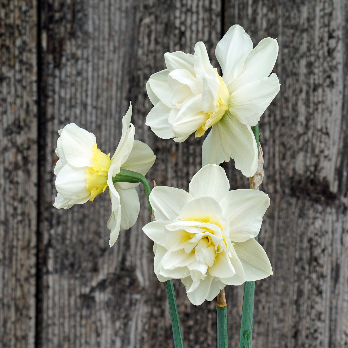 What a Feeling - Special Narcissus - Fluwel