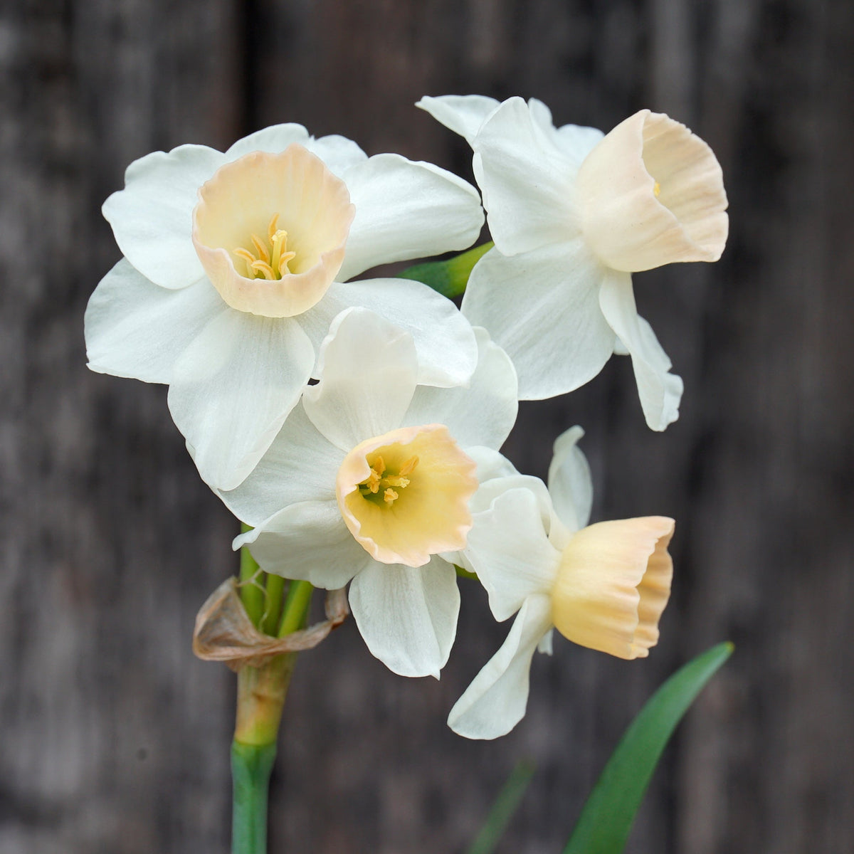 Wild Romance - Special Narcissus - Fluwel