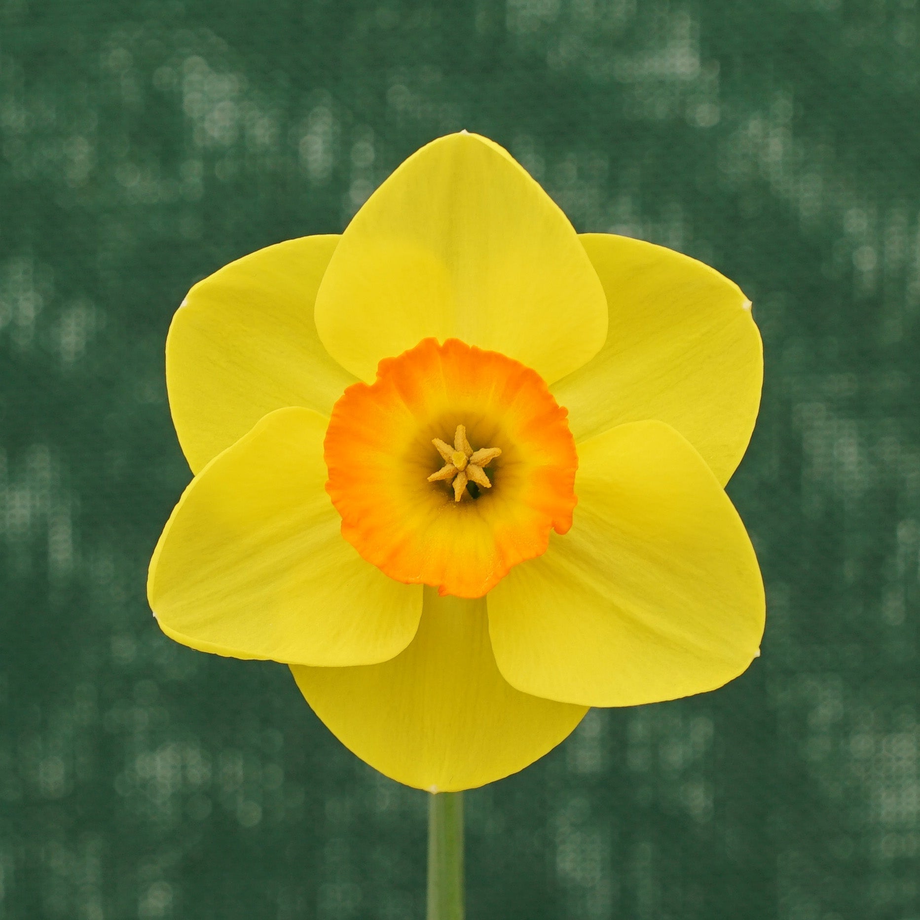 Winks - Special Narcissus - Fluwel