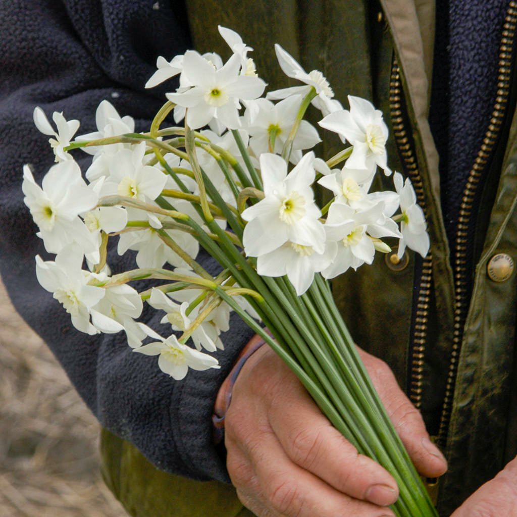 Xit - Narcissus - Fluwel