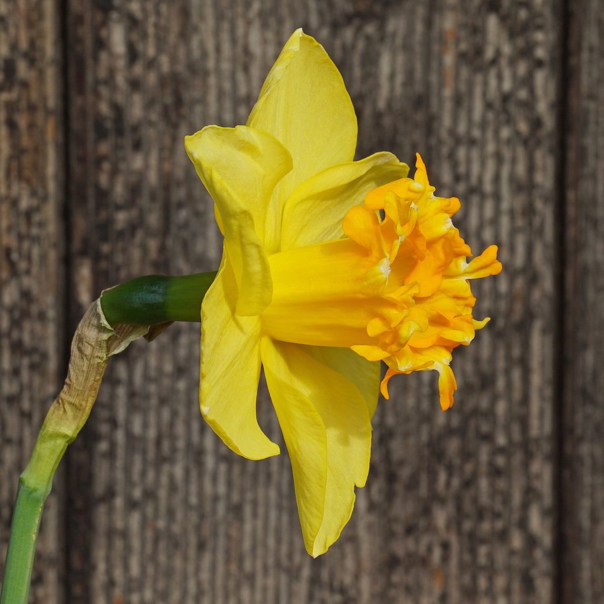 Za'atar - Special Narcissus - Fluwel