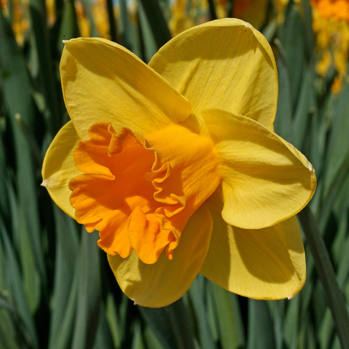 Zypani - Narcissus - Fluwel