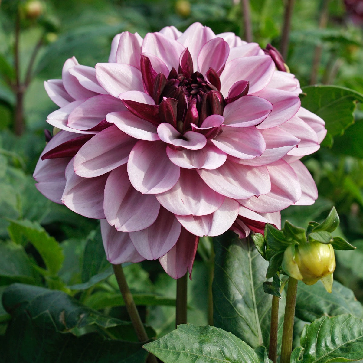 Dahlia Crême de Cassis