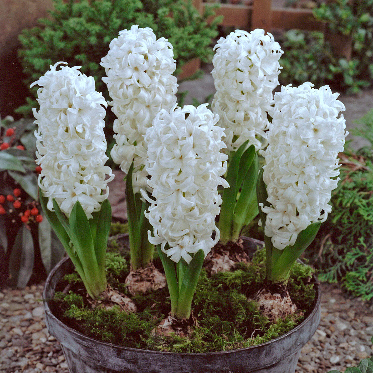 Hyacinthus Aiolos