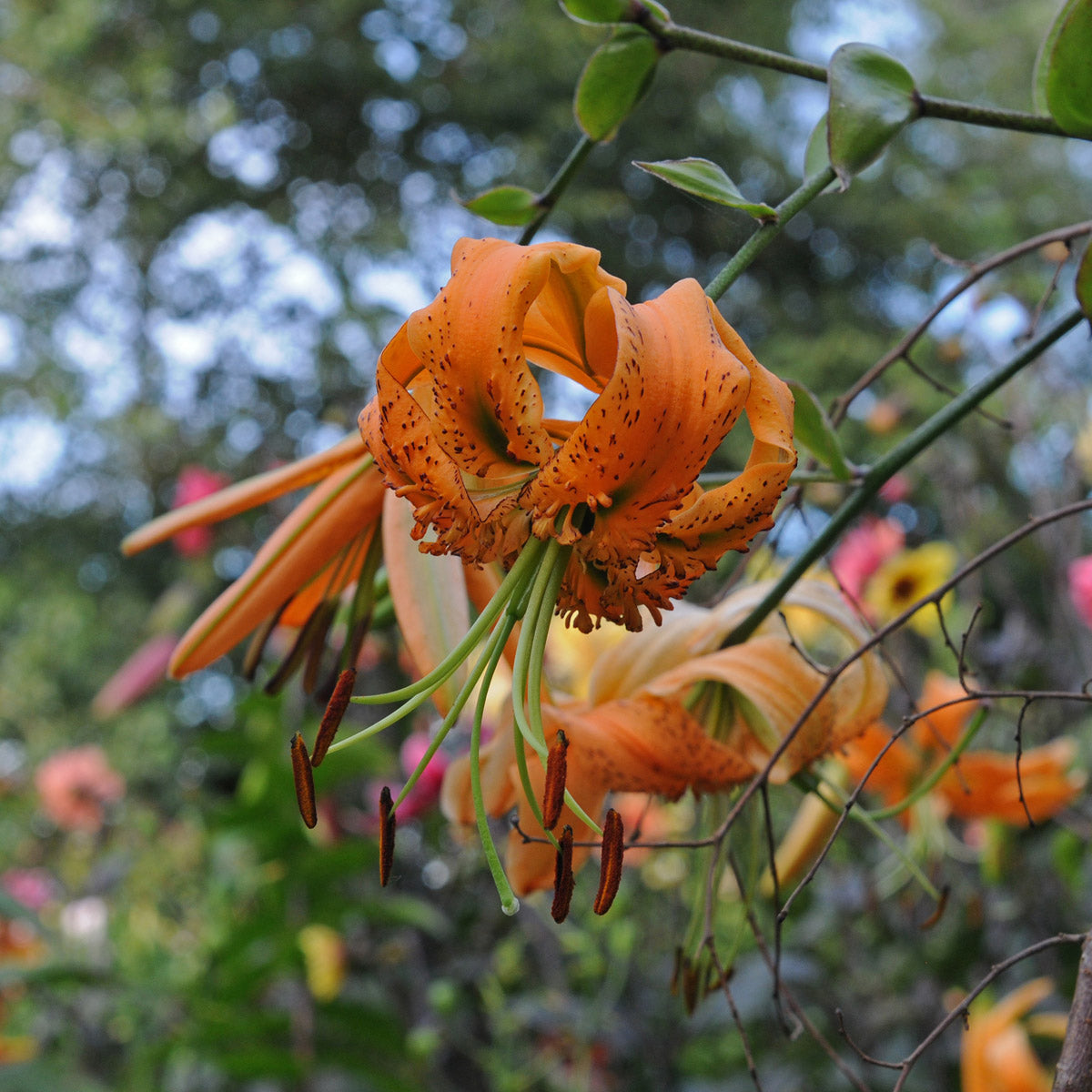 Lilium henryi