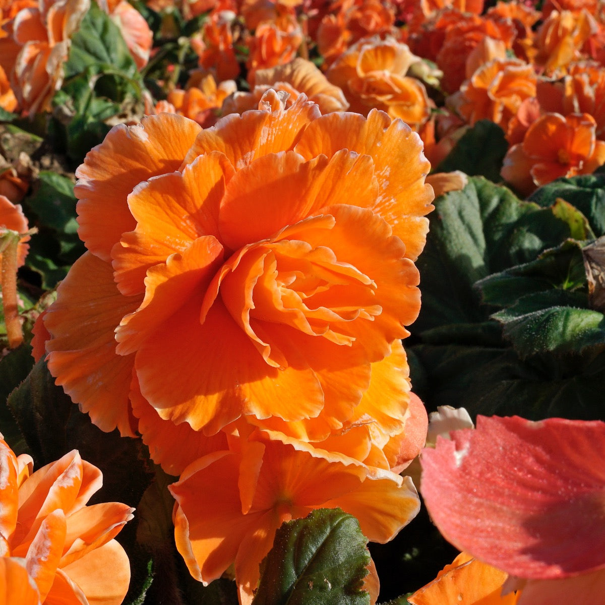 Begonia Lace Picotee Apricot