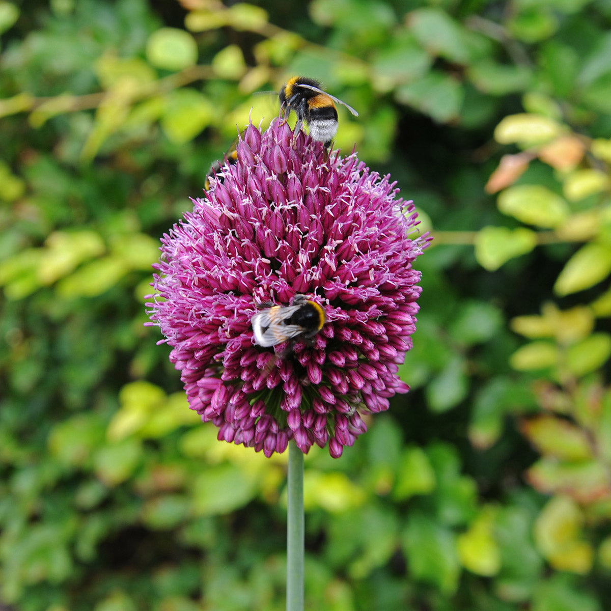 Allium sphaerocephalon