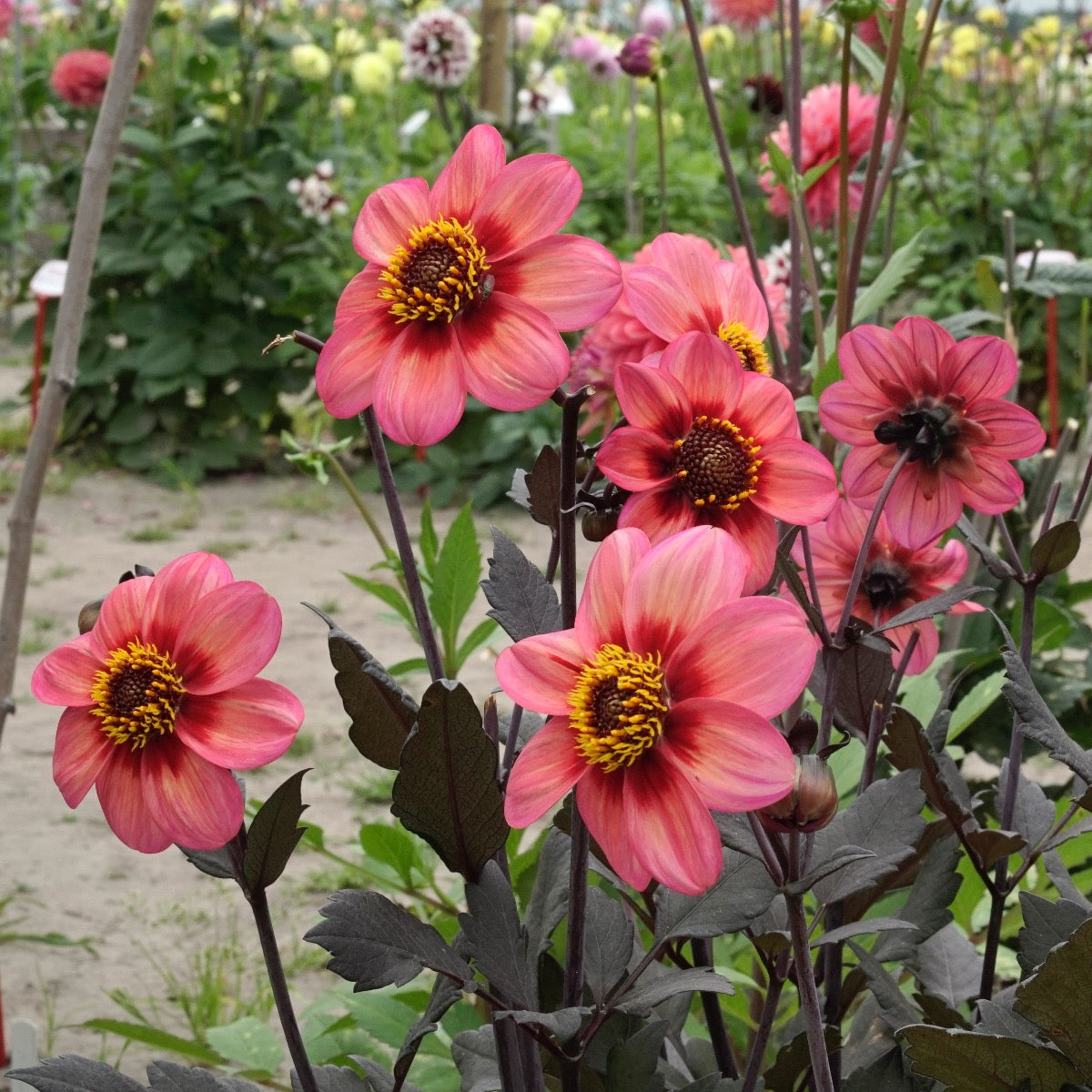 Dahlia Dahlegria Tricolore