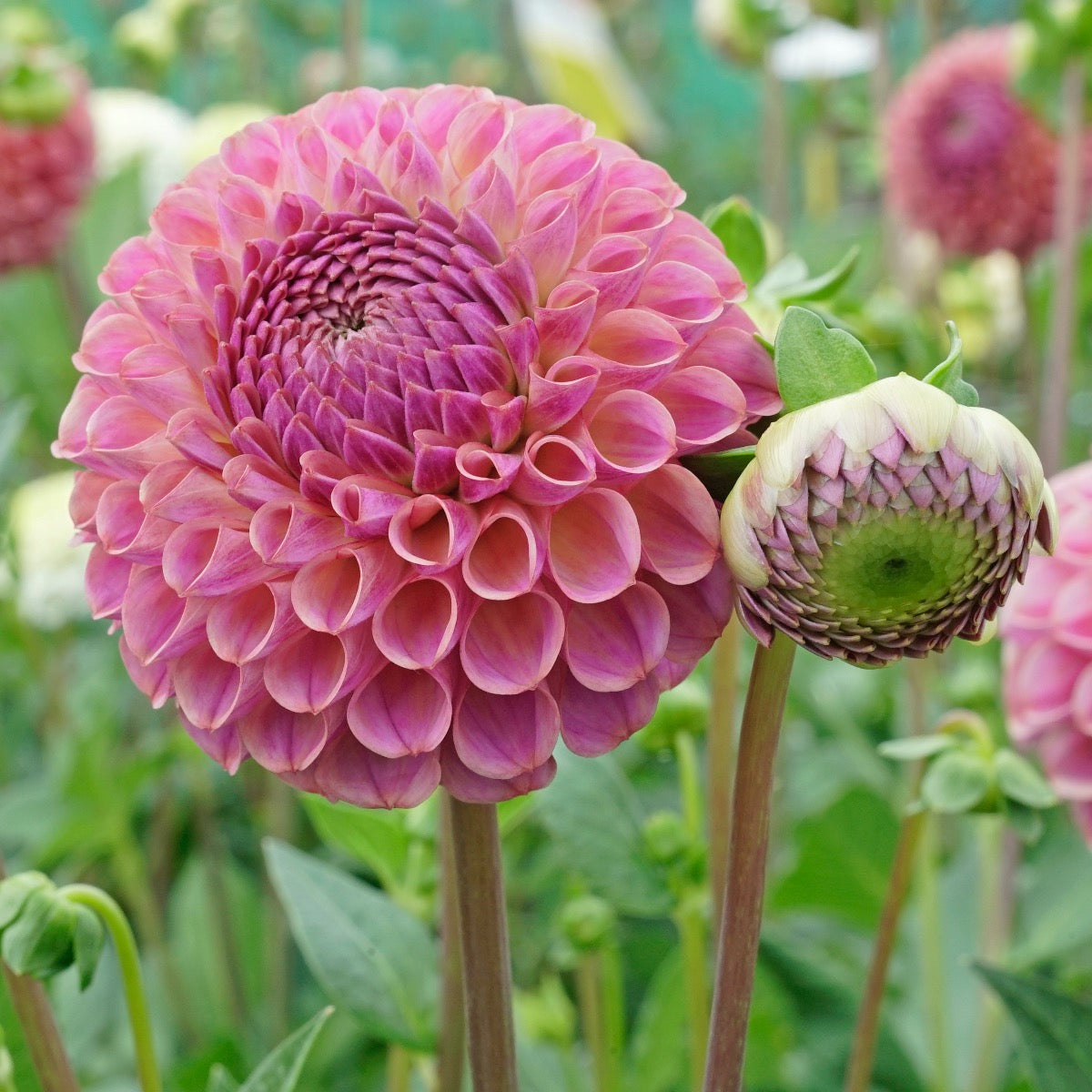 Dahlia Caitlin's Joy