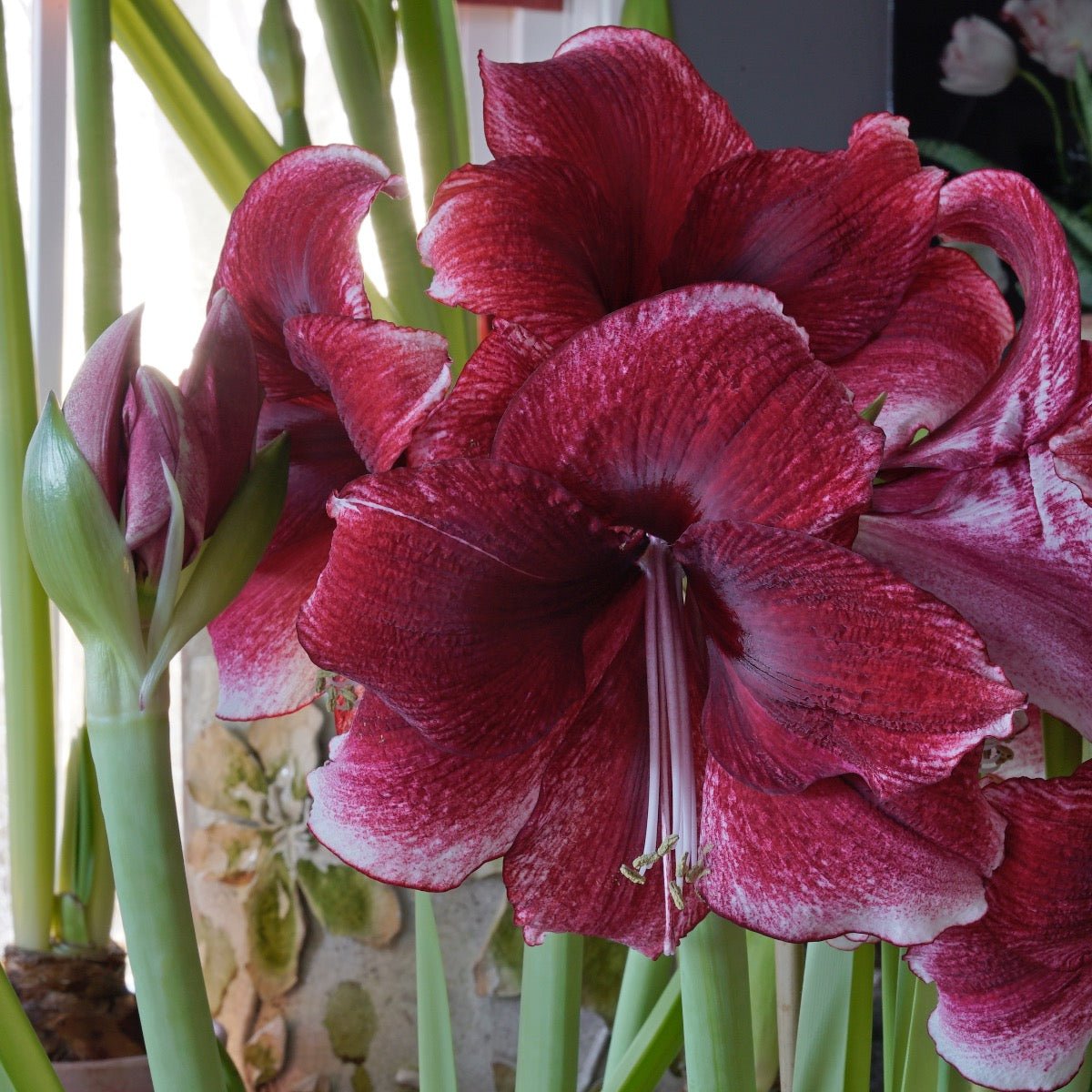 Amaryllis Daphne - rode amaryllis - Fluwel