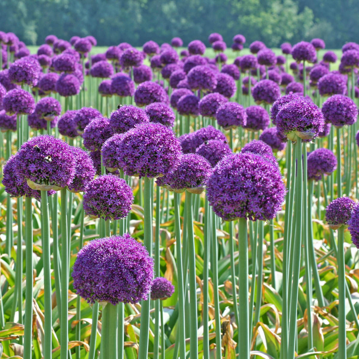 Allium Ambassador