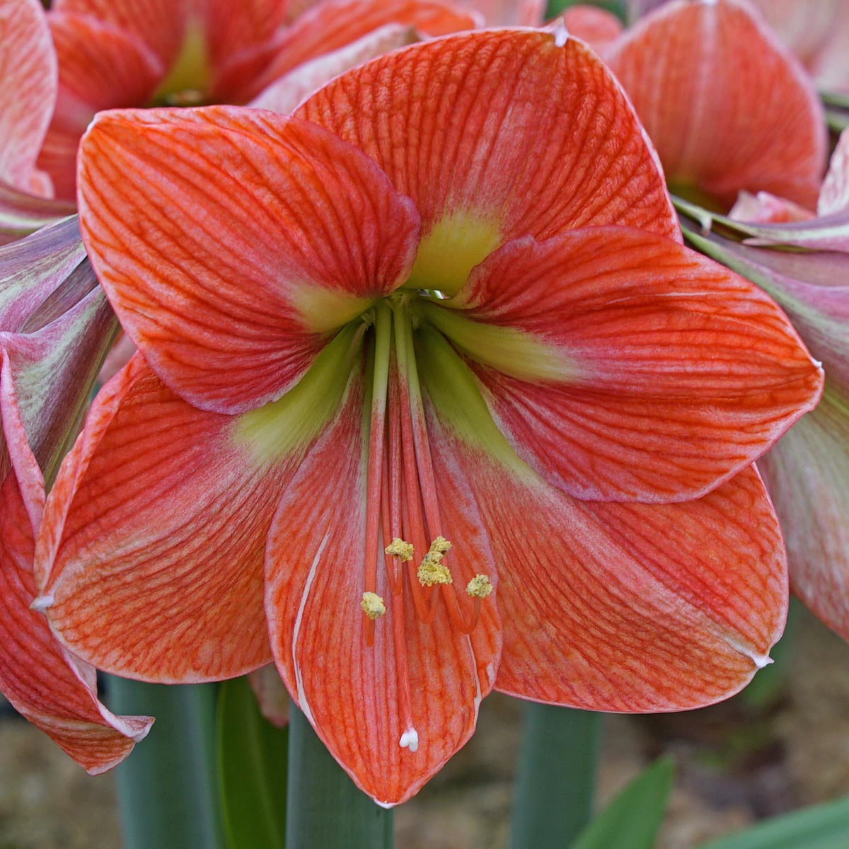 Amaryllis Terra Cotta Star