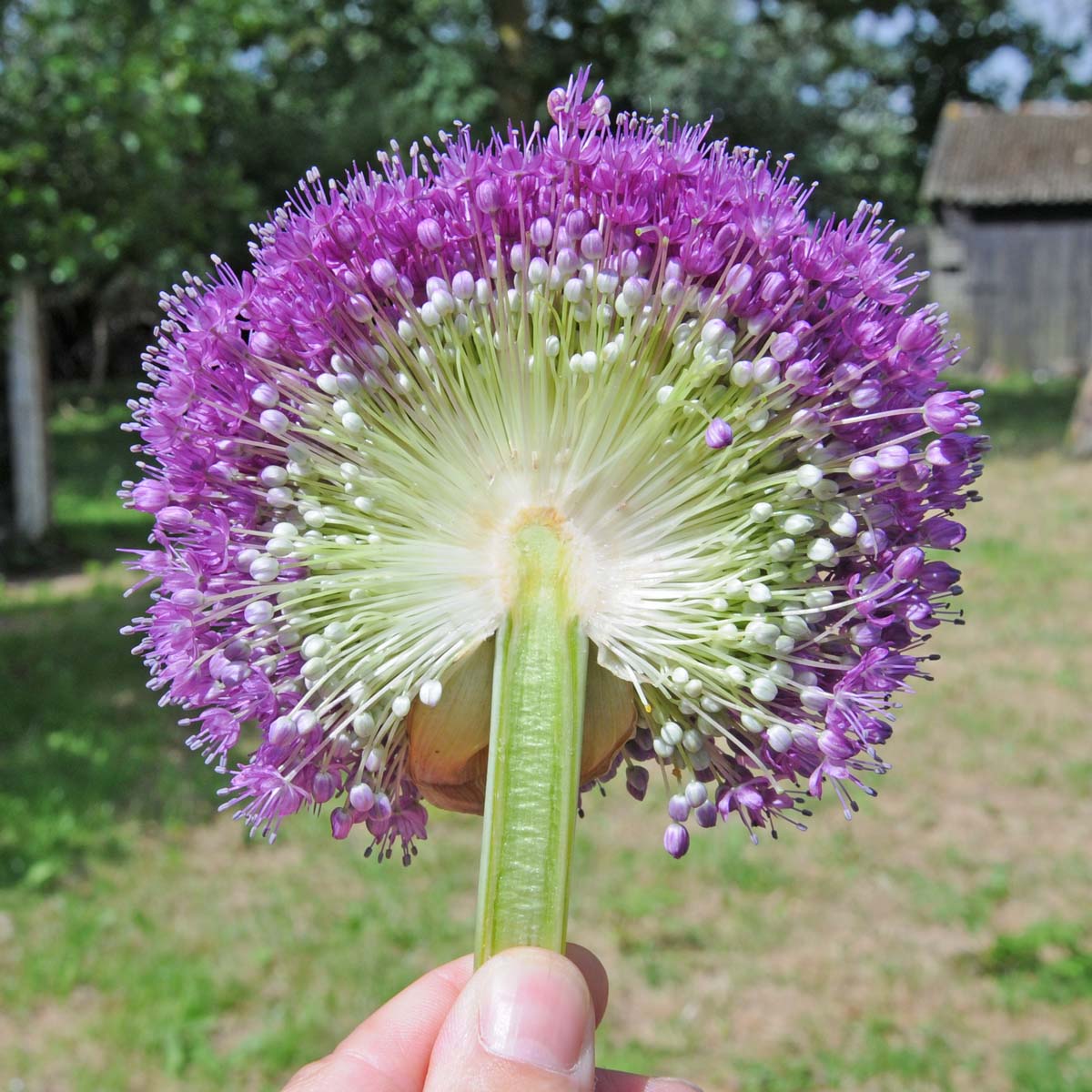 Allium Giganteum | Bestel Alliumbollen online bij Fluwel