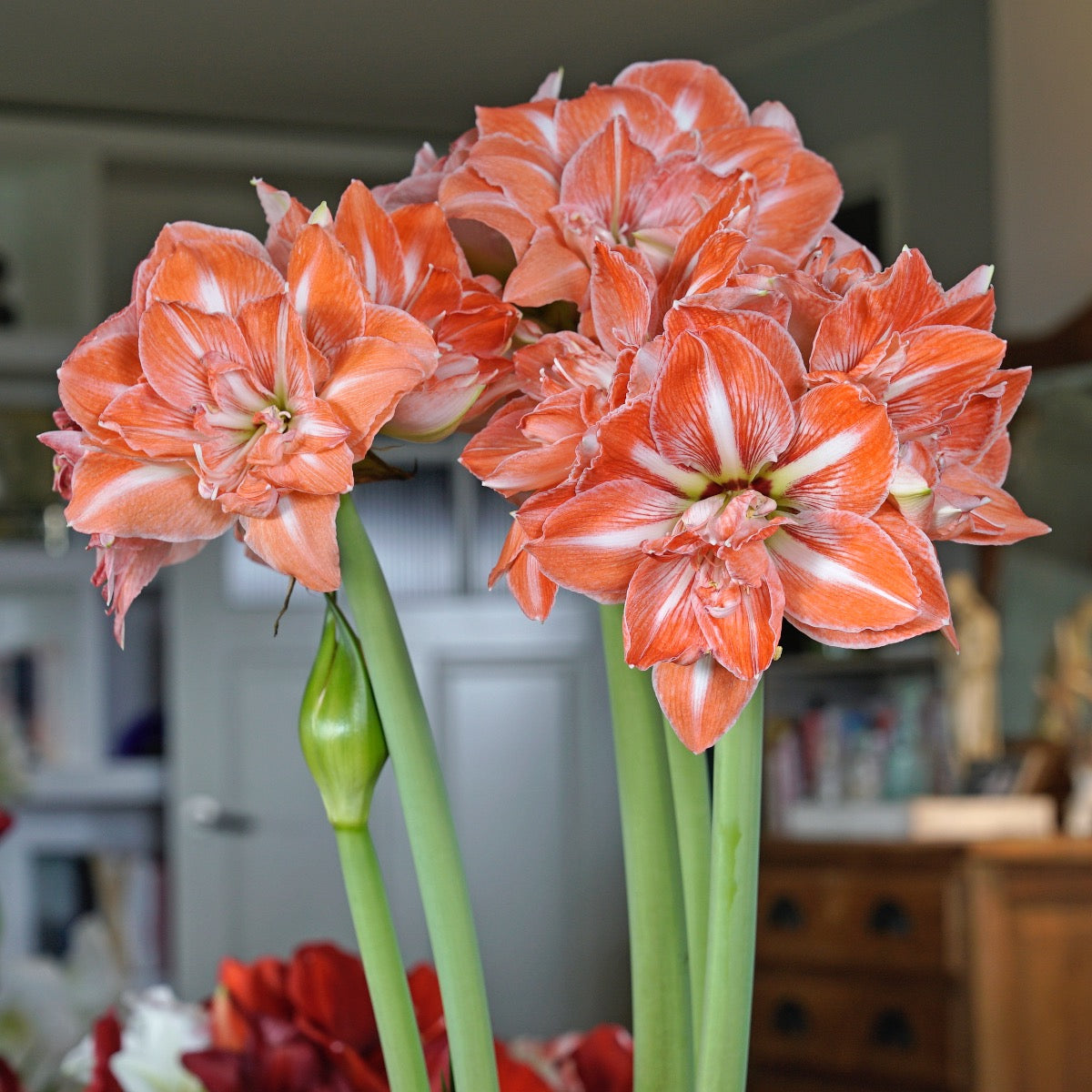 Amaryllis Sunshine Nymph