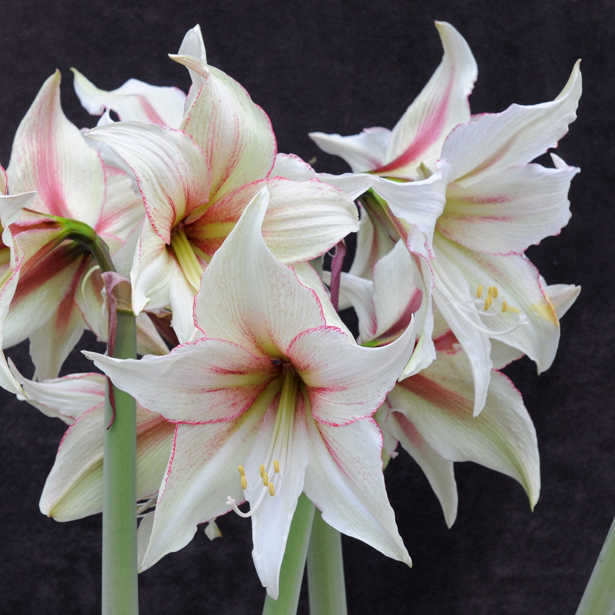 Amaryllis Magic Green