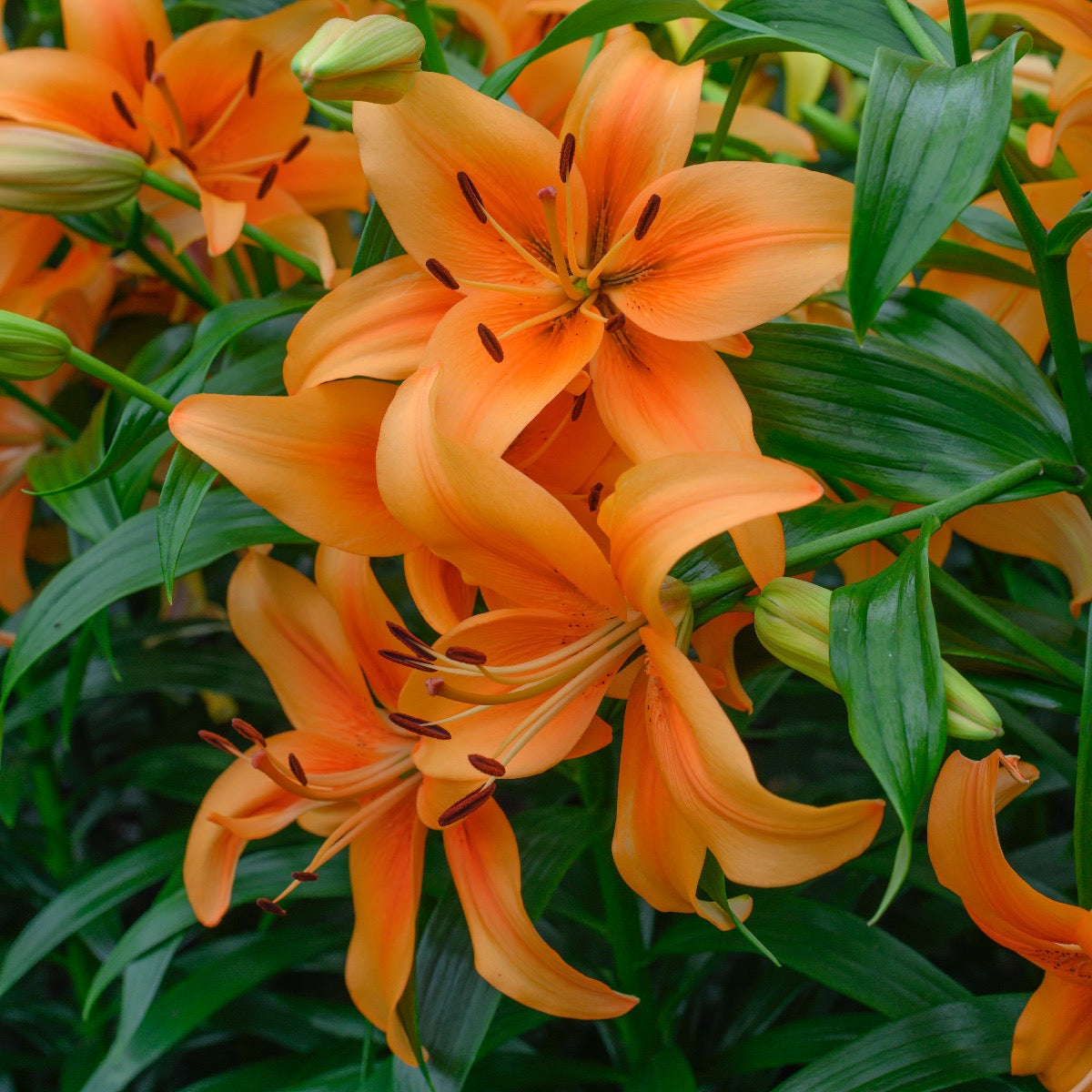 Lilium Sunset Boulevard (OAO)