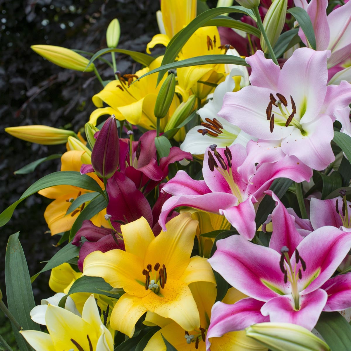 Lilium Ovation Large Flowering Mix