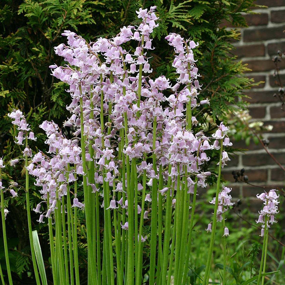 Hyacinthoides hispanica Queen of the Pinks